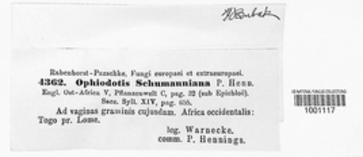 Balansiopsis schumanniana image
